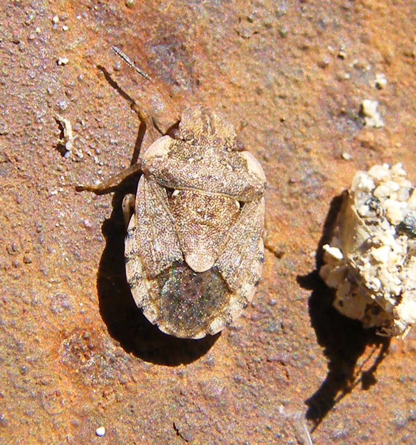 Aiuto identificazione: Sciocoris maculatus